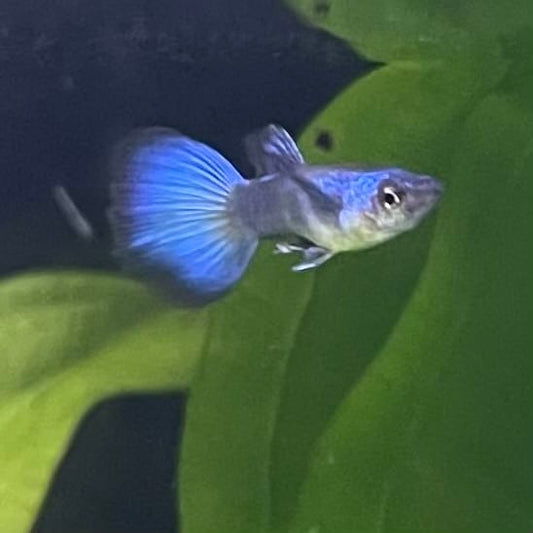 the-fish-farm Guppy Moscow Green Guppy - Male 3-4cm Buy Aquarium Fish and Male Moscow Green Guppies The Fish Farm Australia