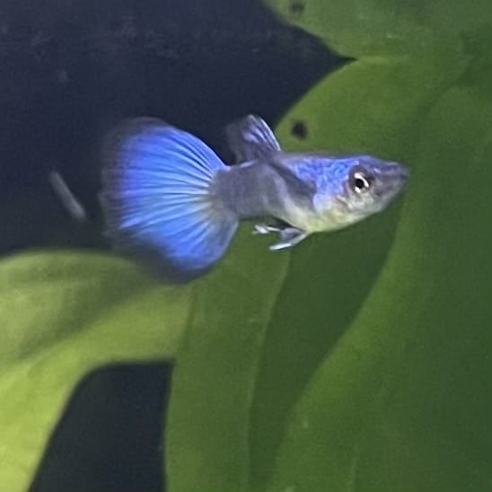 the-fish-farm Guppy Moscow Green Guppy - Male 3-4cm Buy Aquarium Fish and Male Moscow Green Guppies The Fish Farm Australia