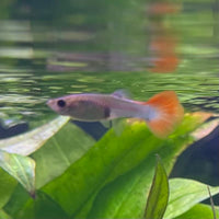 the-fish-farm Guppy Neon Firetail Guppy - Female 3-4cm Buy aquarium fish and Neon Firetail female Guppies from The Fish Farm
