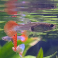 the-fish-farm Guppy Neon Firetail Guppy - Female 3-4cm Buy aquarium fish and Neon Firetail female Guppies from The Fish Farm