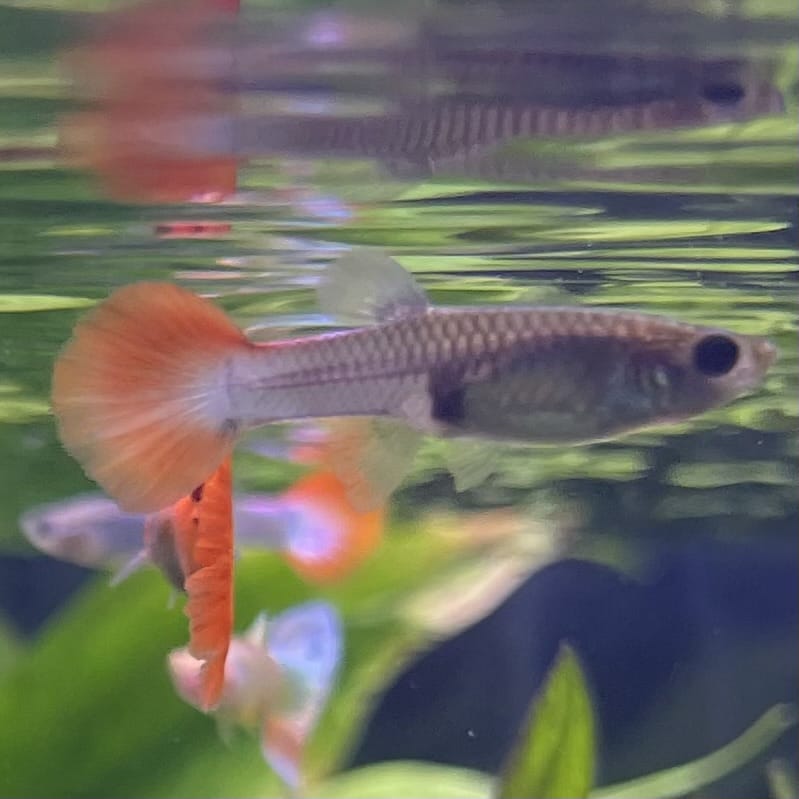 the-fish-farm Guppy Neon Firetail Guppy - Female 3-4cm Buy aquarium fish and Neon Firetail female Guppies from The Fish Farm