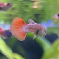 the-fish-farm Guppy Neon Firetail Guppy - Female 3-4cm Buy aquarium fish and Neon Firetail female Guppies from The Fish Farm