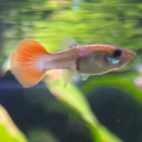 the-fish-farm Guppy Neon Firetail Guppy - Female 3-4cm Buy aquarium fish and Neon Firetail female Guppies from The Fish Farm