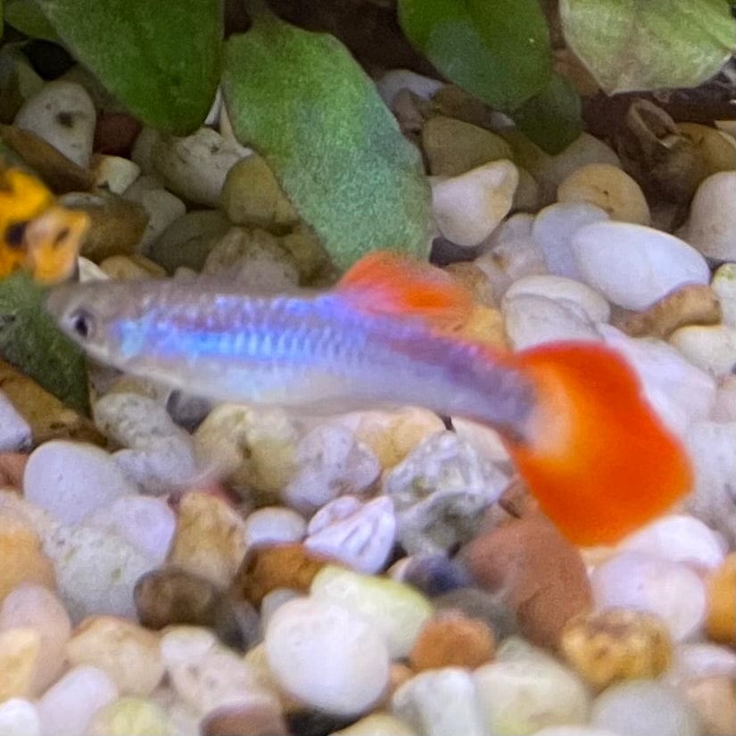 the-fish-farm Guppy Neon Firetail Guppy - Male 3-4cm Buy Neon Firetail Guppy - Male from The Fish Farm Australia