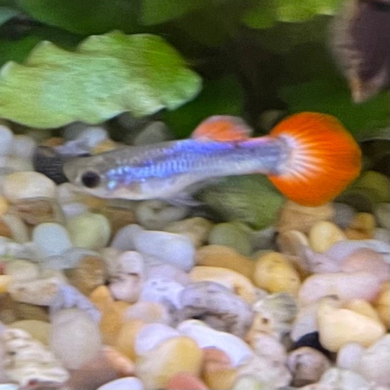 the-fish-farm Guppy Neon Firetail Guppy - Male 3-4cm Buy Neon Firetail Guppy - Male from The Fish Farm Australia