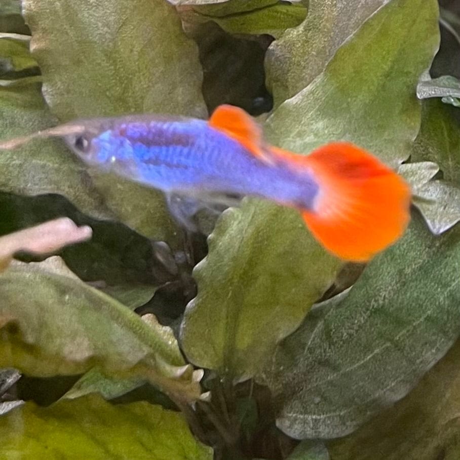 the-fish-farm Guppy Neon Firetail Guppy - Male 3-4cm Buy Neon Firetail Guppy - Male from The Fish Farm Australia
