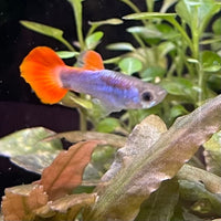the-fish-farm Guppy Neon Firetail Guppy - Male 3-4cm Buy Neon Firetail Guppy - Male from The Fish Farm Australia