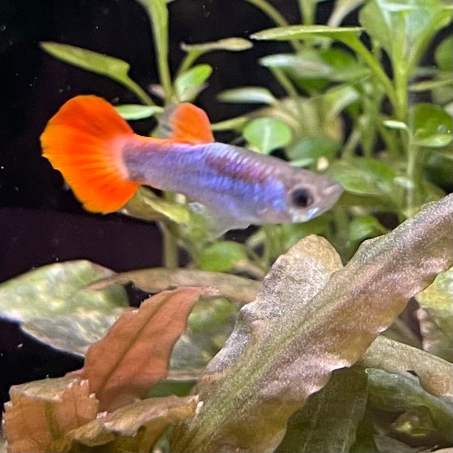 the-fish-farm Guppy Neon Firetail Guppy - Male 3-4cm Buy Neon Firetail Guppy - Male from The Fish Farm Australia
