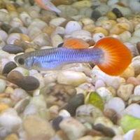 the-fish-farm Guppy Neon Firetail Guppy - Male 3-4cm Buy Neon Firetail Guppy - Male from The Fish Farm Australia