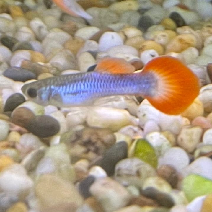 the-fish-farm Guppy Neon Firetail Guppy - Male 3-4cm Buy Neon Firetail Guppy - Male from The Fish Farm Australia