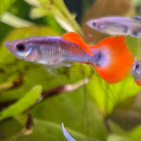 the-fish-farm Guppy Neon Firetail Guppy - Male 3-4cm Buy Neon Firetail Guppy - Male from The Fish Farm Australia
