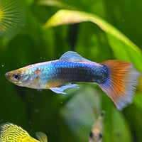 the-fish-farm Guppy Neon Red Guppy - Male 3-4cm Buy Neon Red Guppy - Male from The Fish Farm Australia