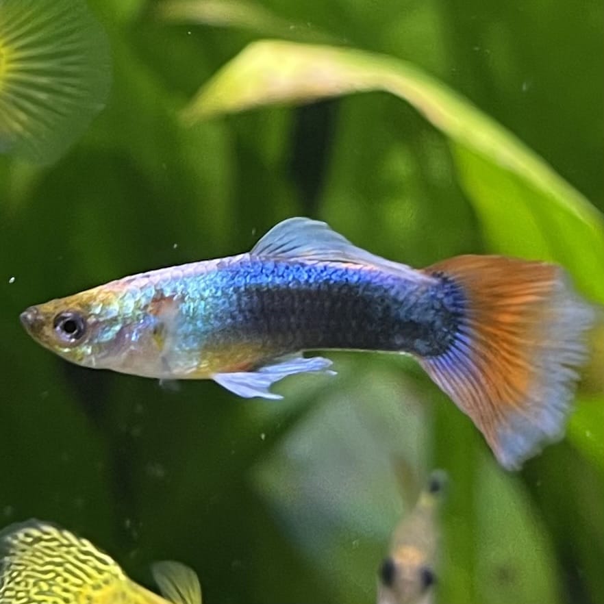 the-fish-farm Guppy Neon Red Guppy - Male 3-4cm Buy Neon Red Guppy - Male from The Fish Farm Australia