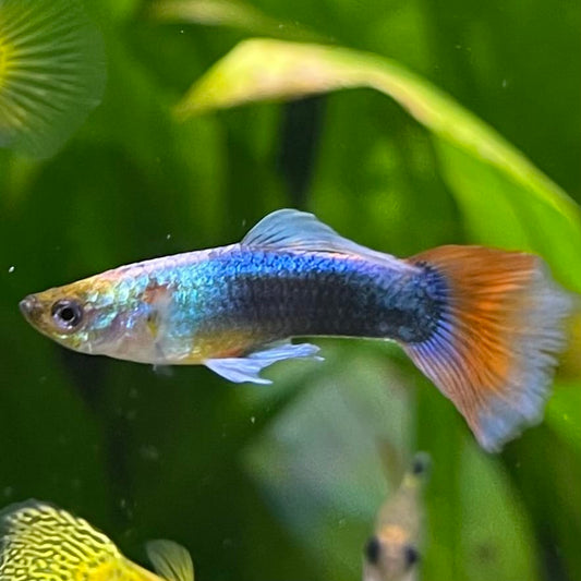 the-fish-farm Guppy Neon Red Guppy - Male 3-4cm Buy Neon Red Guppy - Male from The Fish Farm Australia