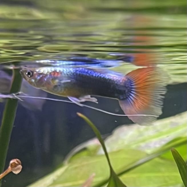 the-fish-farm Guppy Neon Red Guppy - Male 3-4cm Buy Neon Red Guppy - Male from The Fish Farm Australia