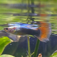 the-fish-farm Guppy Neon Red Guppy - Male 3-4cm Buy Neon Red Guppy - Male from The Fish Farm Australia