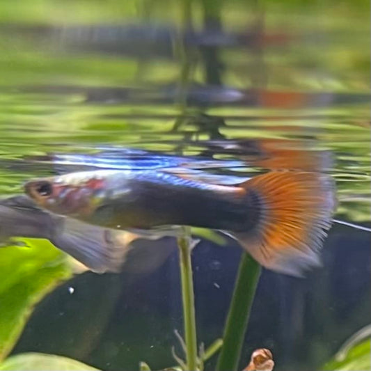the-fish-farm Guppy Neon Red Guppy - Male 3-4cm Buy Neon Red Guppy - Male from The Fish Farm Australia
