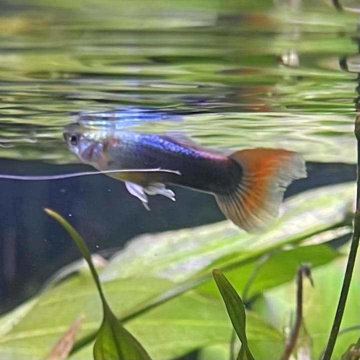 the-fish-farm Guppy Neon Red Guppy - Male 3-4cm Buy Neon Red Guppy - Male from The Fish Farm Australia