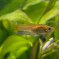 the-fish-farm Guppy Pineapple Cobra Guppy - Female 3-4cm Buy aquarium fish and Pineapple Cobra female Guppies from The Fish Farm