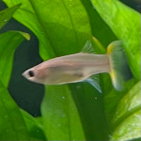the-fish-farm Guppy Pineapple Cobra Guppy - Female 3-4cm Buy aquarium fish and Pineapple Cobra female Guppies from The Fish Farm