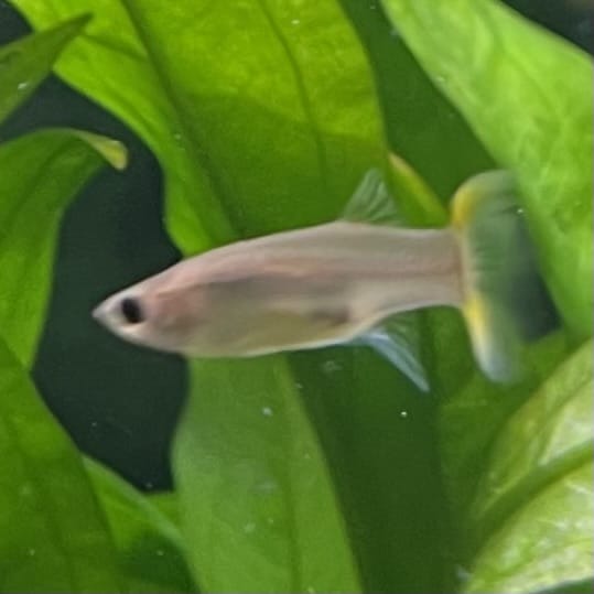 the-fish-farm Guppy Pineapple Cobra Guppy - Female 3-4cm Buy aquarium fish and Pineapple Cobra female Guppies from The Fish Farm