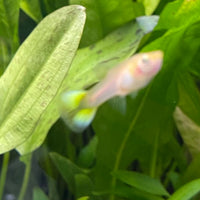 the-fish-farm Guppy Pineapple Cobra Guppy - Female 3-4cm Buy aquarium fish and Pineapple Cobra female Guppies from The Fish Farm