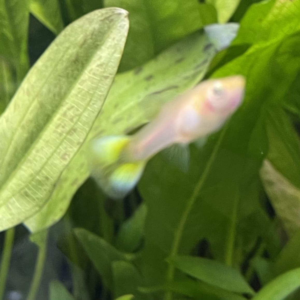 the-fish-farm Guppy Pineapple Cobra Guppy - Female 3-4cm Buy aquarium fish and Pineapple Cobra female Guppies from The Fish Farm