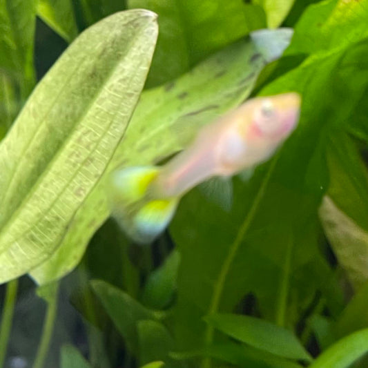 the-fish-farm Guppy Pineapple Cobra Guppy - Female 3-4cm Buy aquarium fish and Pineapple Cobra female Guppies from The Fish Farm