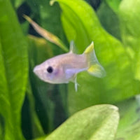 the-fish-farm Guppy Pineapple Cobra Guppy - Female 3-4cm Buy aquarium fish and Pineapple Cobra female Guppies from The Fish Farm