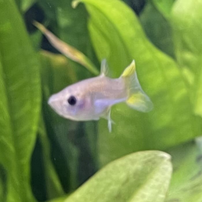 the-fish-farm Guppy Pineapple Cobra Guppy - Female 3-4cm Buy aquarium fish and Pineapple Cobra female Guppies from The Fish Farm