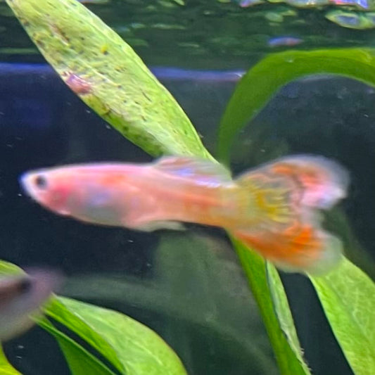 the-fish-farm Guppy Pineapple Cobra Guppy - Male 3-4cm Buy Pineapple Cobra Guppy - Male from The Fish Farm Australia