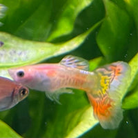 the-fish-farm Guppy Pineapple Cobra Guppy - Male 3-4cm Buy Pineapple Cobra Guppy - Male from The Fish Farm Australia