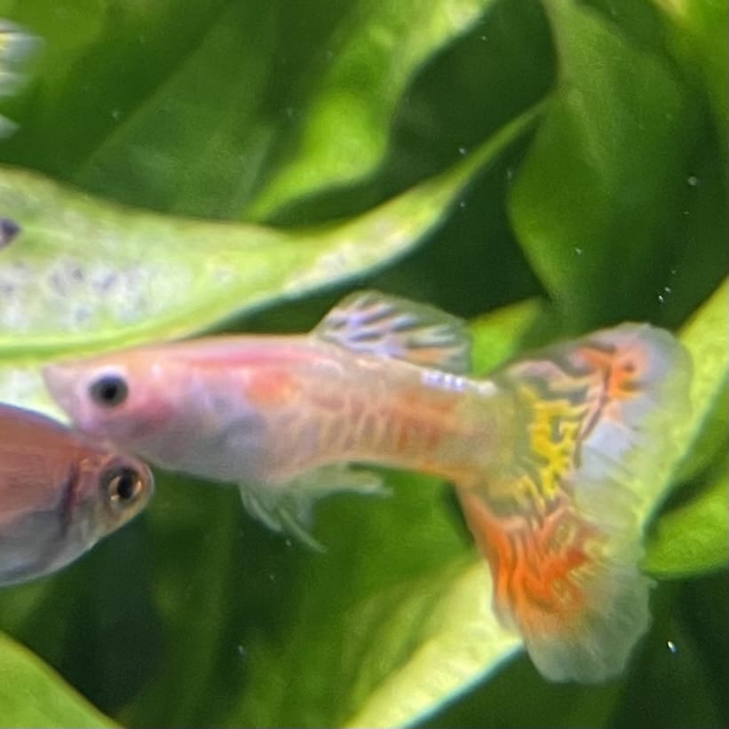 the-fish-farm Guppy Pineapple Cobra Guppy - Male 3-4cm Buy Pineapple Cobra Guppy - Male from The Fish Farm Australia