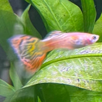 the-fish-farm Guppy Pineapple Cobra Guppy - Male 3-4cm Buy Pineapple Cobra Guppy - Male from The Fish Farm Australia