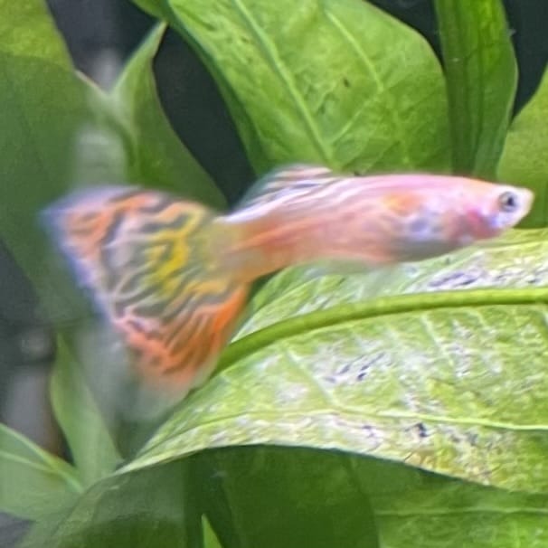 the-fish-farm Guppy Pineapple Cobra Guppy - Male 3-4cm Buy Pineapple Cobra Guppy - Male from The Fish Farm Australia