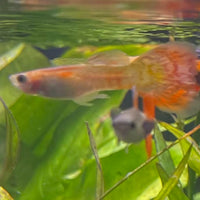 the-fish-farm Guppy Pineapple Cobra Guppy - Male 3-4cm Buy Pineapple Cobra Guppy - Male from The Fish Farm Australia