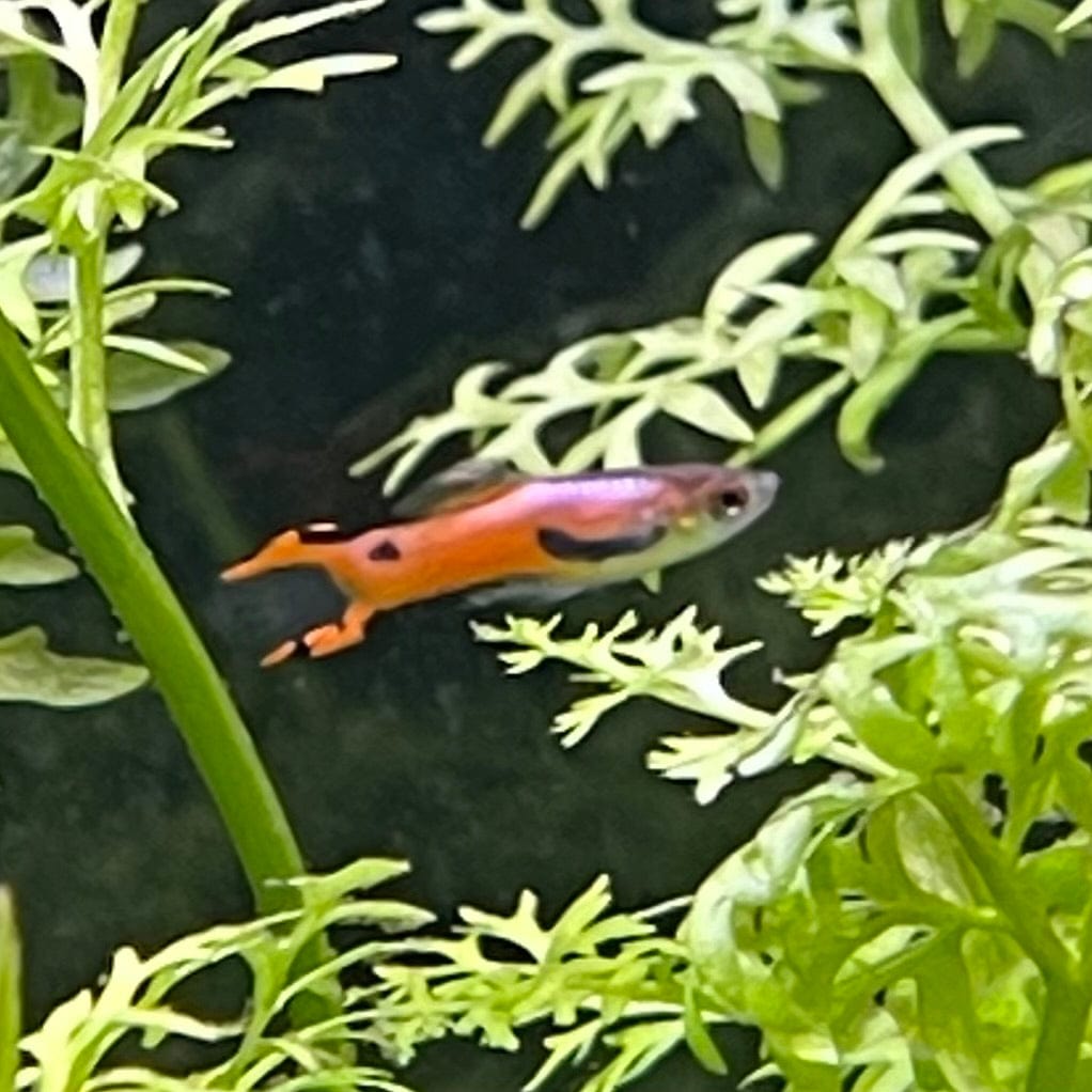 the-fish-farm Guppy Pink Chilli Endler Guppy - Male 2-2.5cm Buy Pink Chilli Endler Guppy from The Fish Farm