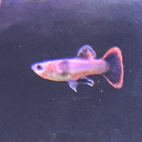 the-fish-farm Guppy Pink Magenta Guppy - Male Buy Male Pink Magenta Guppies from The Fish Farm Australia