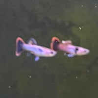 the-fish-farm Guppy Pink Magenta Guppy - Male Buy Male Pink Magenta Guppies from The Fish Farm Australia