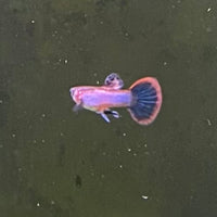 the-fish-farm Guppy Pink Magenta Guppy - Male Buy Male Pink Magenta Guppies from The Fish Farm Australia
