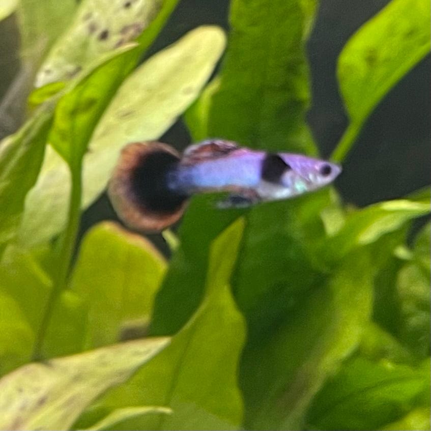 the-fish-farm Guppy Pink Magenta Guppy - Male Buy Male Pink Magenta Guppies from The Fish Farm Australia