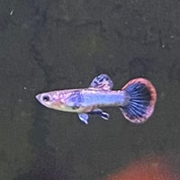 the-fish-farm Guppy Pink Magenta Guppy - Male Buy Male Pink Magenta Guppies from The Fish Farm Australia
