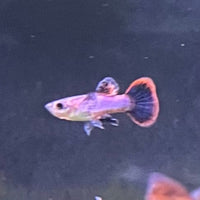 the-fish-farm Guppy Pink Magenta Guppy - Male Buy Male Pink Magenta Guppies from The Fish Farm Australia