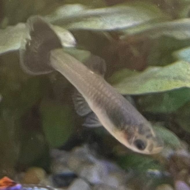 the-fish-farm Guppy Pink Tuxedo Guppy - Female 3-4cm Buy Pink Tuxedo Guppy - Females from The Fish Farm Australia