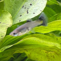 the-fish-farm Guppy Pink Tuxedo Guppy - Female 3-4cm Buy Pink Tuxedo Guppy - Females from The Fish Farm Australia