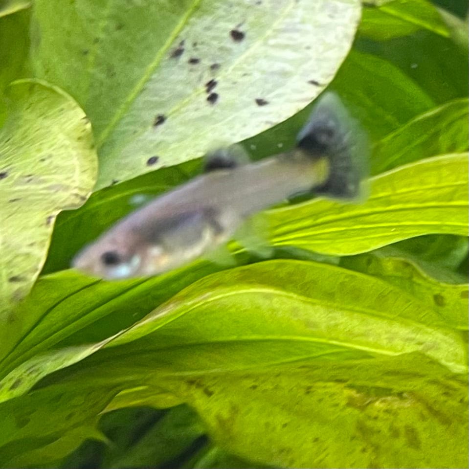 the-fish-farm Guppy Pink Tuxedo Guppy - Female 3-4cm Buy Pink Tuxedo Guppy - Females from The Fish Farm Australia