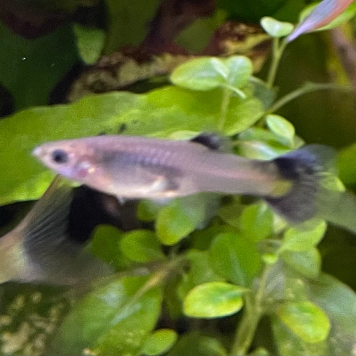 the-fish-farm Guppy Pink Tuxedo Guppy - Female 3-4cm Buy Pink Tuxedo Guppy - Females from The Fish Farm Australia