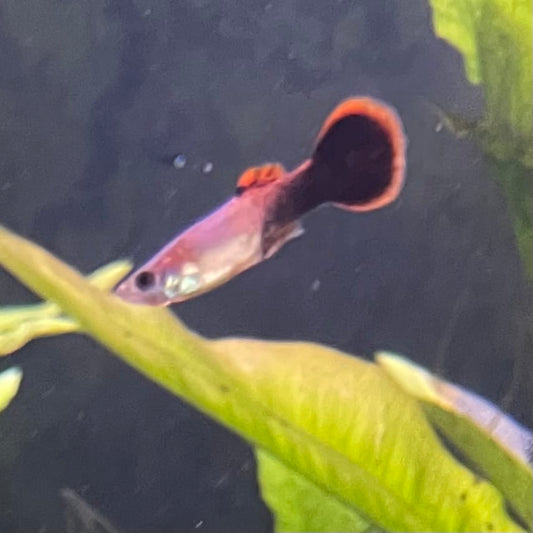 the-fish-farm Guppy Pink Tuxedo Guppy - Male 3-4cm Buy Pink Tuxedo Guppy - Male from The Fish Farm Australia