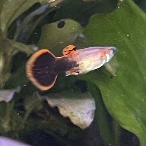 the-fish-farm Guppy Pink Tuxedo Guppy - Male 3-4cm Buy Pink Tuxedo Guppy - Male from The Fish Farm Australia