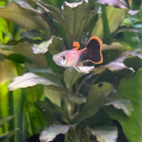 the-fish-farm Guppy Pink Tuxedo Guppy - Male 3-4cm Buy Pink Tuxedo Guppy - Male from The Fish Farm Australia